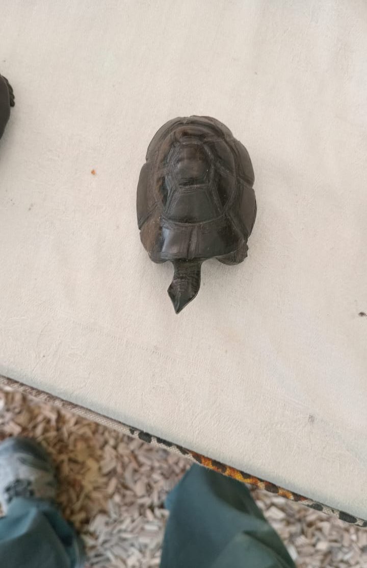 A dark brown or black turtle resting on a light surface with a person’s legs and feet in gray pants and shoes visible in the foreground.